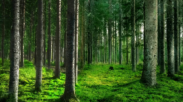 Forest